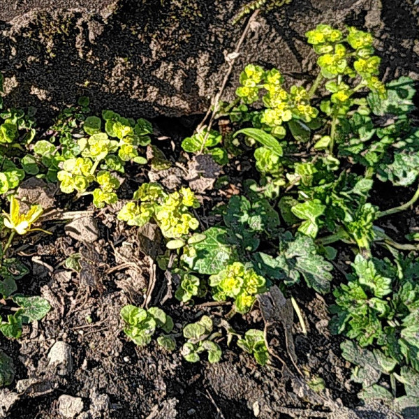 Wood Spurge